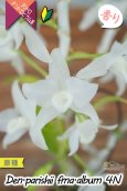 画像3: 【株も花もビッグサイズの４倍体個体♫】Den.parishii  album  ４N（原種）　デンドロビウム　パリシー アルバム ４N (3)