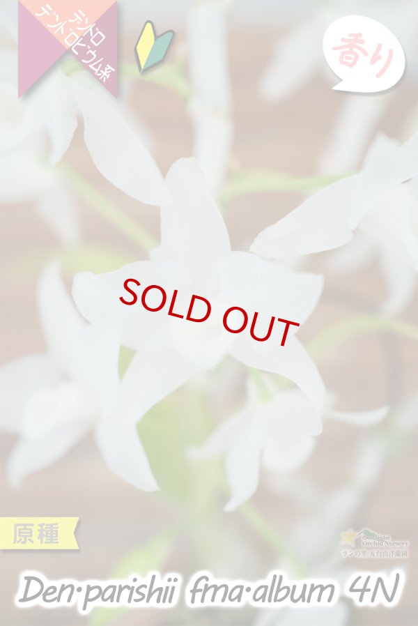 画像3: 【株も花もビッグサイズの４倍体個体♫】Den.parishii  album  ４N（原種）　デンドロビウム　パリシー アルバム ４N (3)