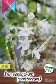 画像4: 【小振りなサイズで楽しめる原種デンドロ】Den.polyanthum(=cretaceum)（原種・実生株）デンドロビウム　ポリアンサム（＝クレタセウム） (4)