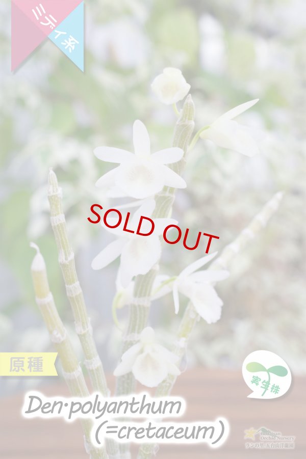 画像4: 【小振りなサイズで楽しめる原種デンドロ】Den.polyanthum(=cretaceum)（原種・実生株）デンドロビウム　ポリアンサム（＝クレタセウム） (4)