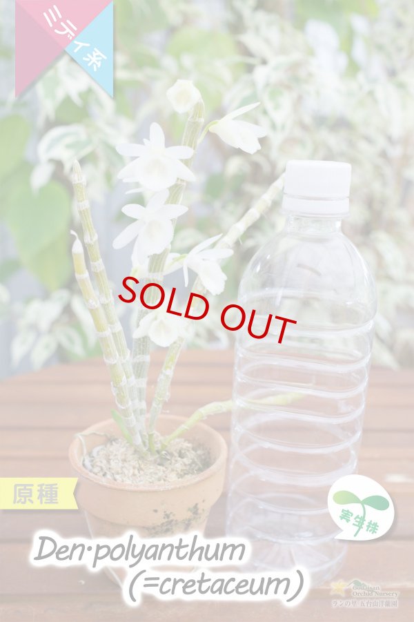 画像5: 【小振りなサイズで楽しめる原種デンドロ】Den.polyanthum(=cretaceum)（原種・実生株）デンドロビウム　ポリアンサム（＝クレタセウム） (5)