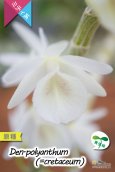 画像2: 【小振りなサイズで楽しめる原種デンドロ】Den.polyanthum(=cretaceum)（原種・実生株）デンドロビウム　ポリアンサム（＝クレタセウム） (2)