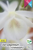 画像3: 【小振りなサイズで楽しめる原種デンドロ】Den.polyanthum(=cretaceum)（原種・実生株）デンドロビウム　ポリアンサム（＝クレタセウム） (3)