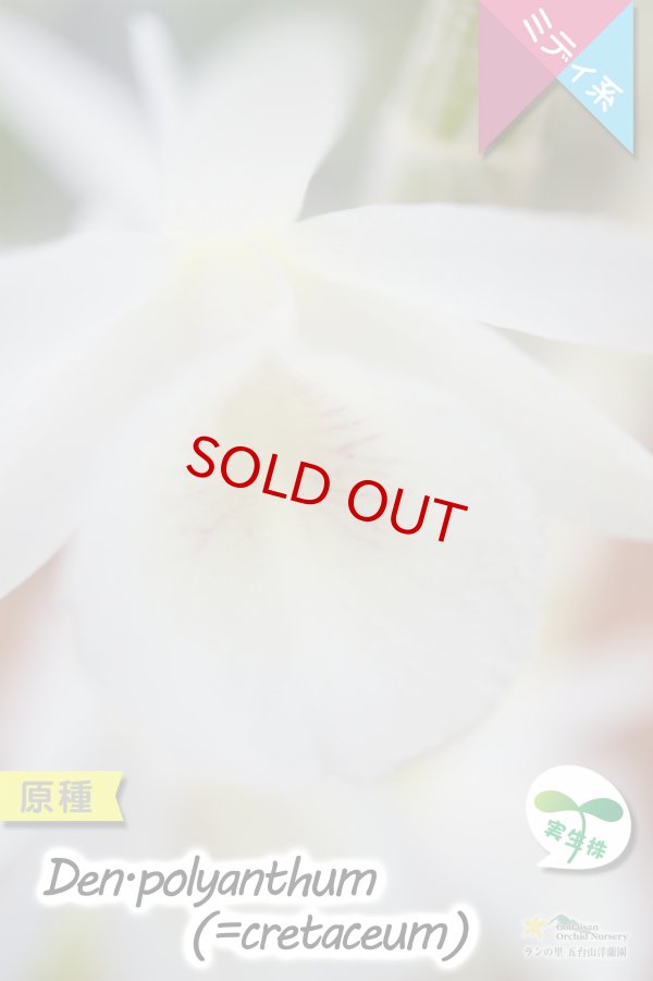画像3: 【小振りなサイズで楽しめる原種デンドロ】Den.polyanthum(=cretaceum)（原種・実生株）デンドロビウム　ポリアンサム（＝クレタセウム） (3)