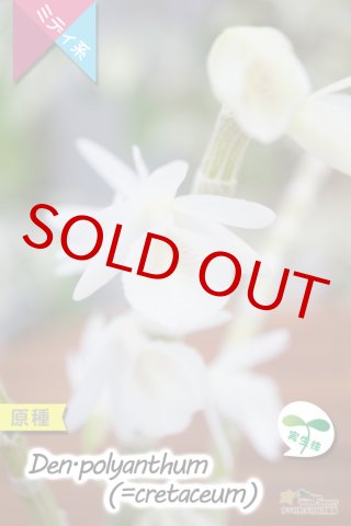 初夏咲き - 洋蘭専門店 ランの里 五台山洋蘭園