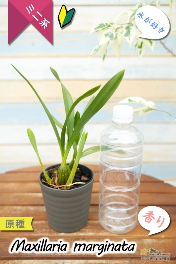 画像7: 【食パンの耳のような縁どりが可愛い♪】Max.marginata (原種)マキシラリア マルギナータ (7)