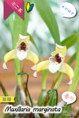画像1: 【食パンの耳のような縁どりが可愛い♪】Max.marginata (原種)マキシラリア マルギナータ (1)