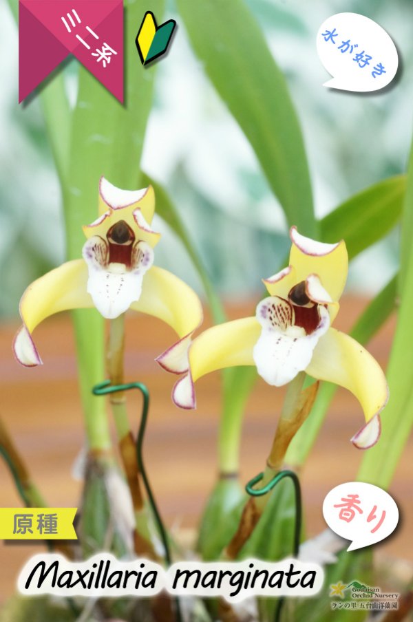 画像1: 【食パンの耳のような縁どりが可愛い♪】Max.marginata (原種)マキシラリア マルギナータ (1)