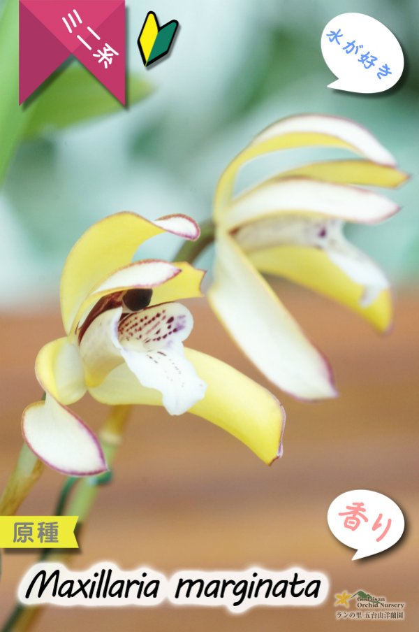 画像4: 【食パンの耳のような縁どりが可愛い♪】Max.marginata (原種)マキシラリア マルギナータ (4)