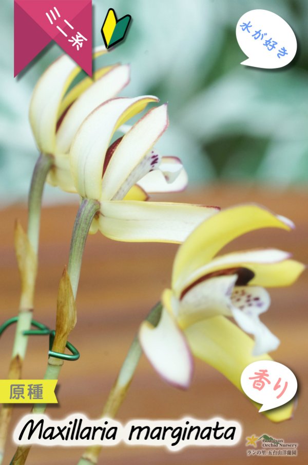 画像5: 【食パンの耳のような縁どりが可愛い♪】Max.marginata (原種)マキシラリア マルギナータ (5)