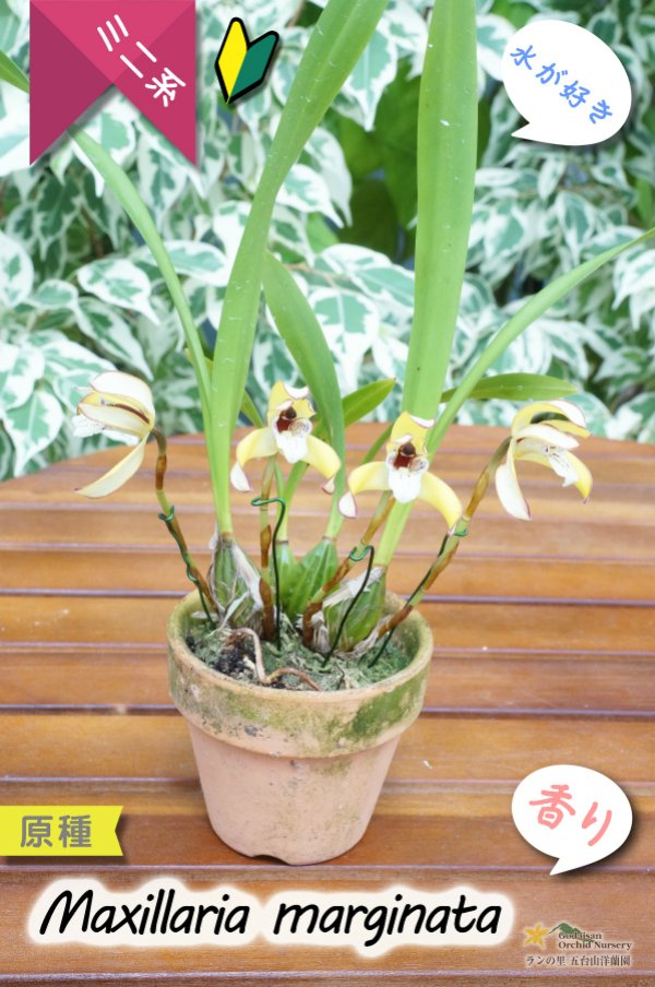 画像6: 【食パンの耳のような縁どりが可愛い♪】Max.marginata (原種)マキシラリア マルギナータ (6)