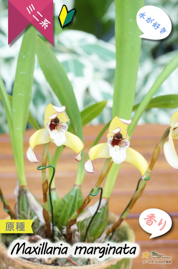 画像2: 【食パンの耳のような縁どりが可愛い♪】Max.marginata (原種)マキシラリア マルギナータ (2)