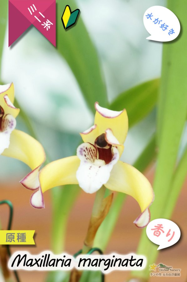 画像3: 【食パンの耳のような縁どりが可愛い♪】Max.marginata (原種)マキシラリア マルギナータ (3)