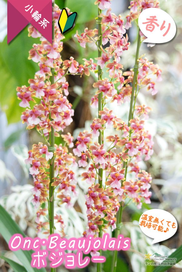 画像1: 【ちらちらと柔らかく咲く落ち着いた雰囲気のオンシ♪】Onc.Beaujolais（交配種）オンシジューム　ボジョレー (1)