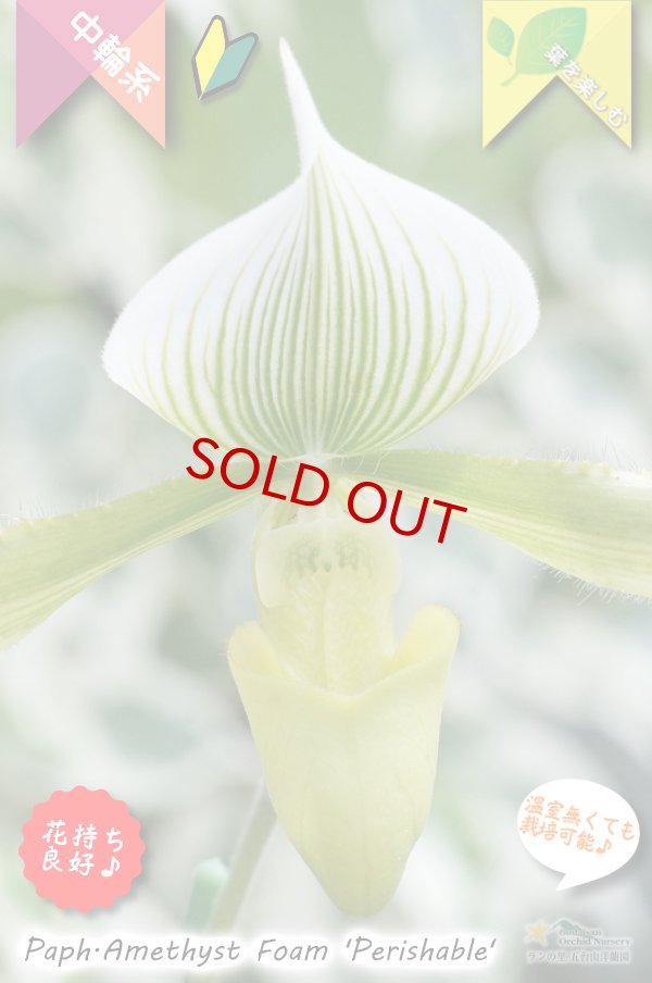 画像2: 【グリーンの筋花パフィオ交配種】Paph.Amethyst Foam 'Perishable'（交配種）パフィオペディラム　アメジストフォーム 'ペリッシャブル' (2)