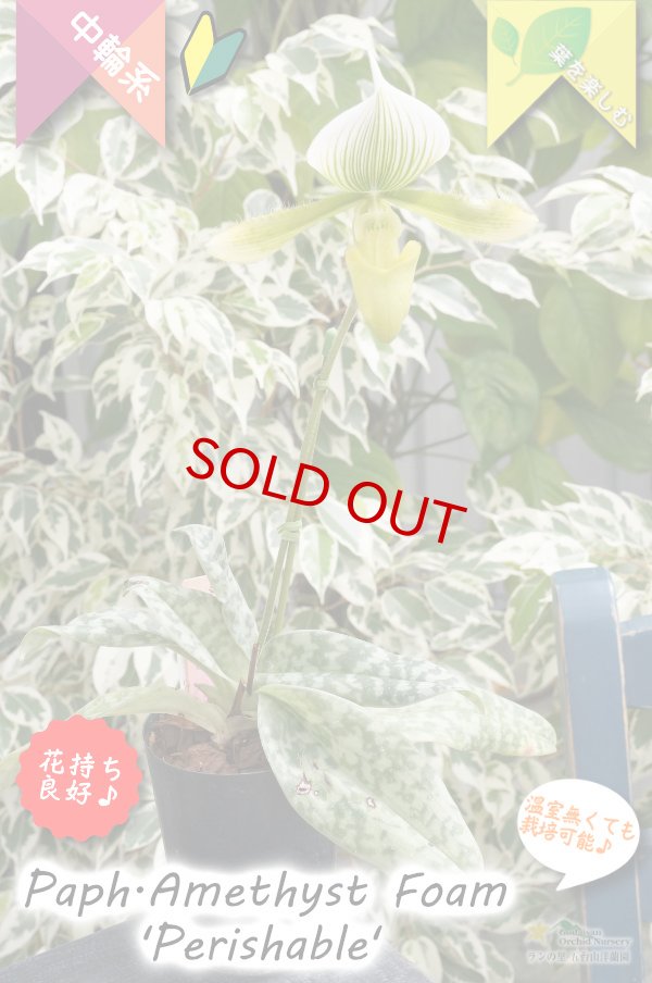 画像4: 【グリーンの筋花パフィオ交配種】Paph.Amethyst Foam 'Perishable'（交配種）パフィオペディラム　アメジストフォーム 'ペリッシャブル' (4)