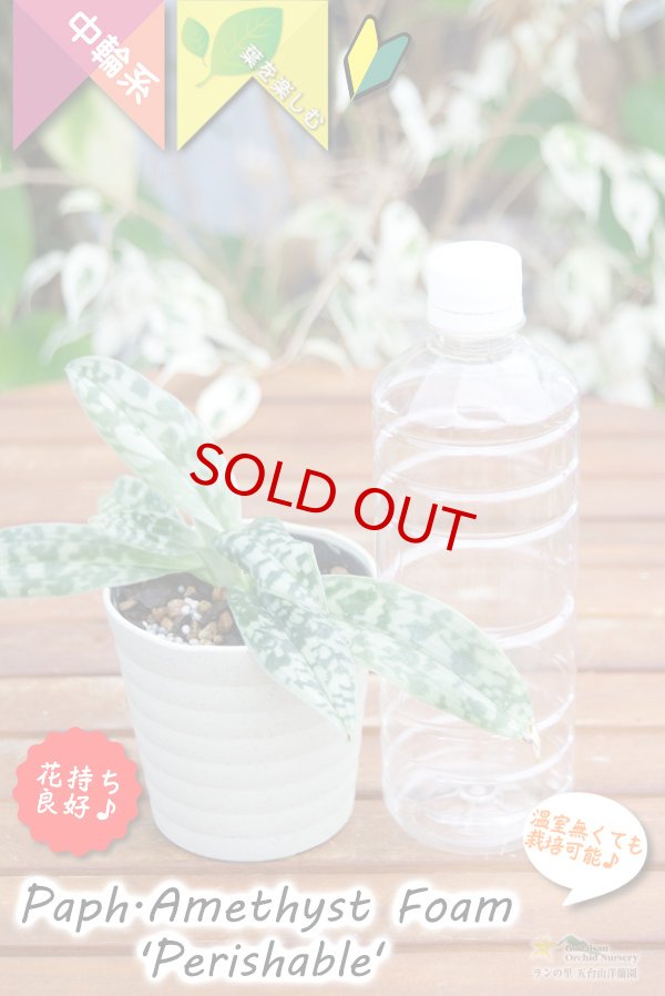 画像6: 【グリーンの筋花パフィオ交配種】Paph.Amethyst Foam 'Perishable'（交配種）パフィオペディラム　アメジストフォーム 'ペリッシャブル' (6)