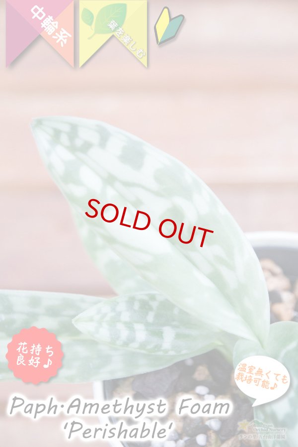 画像5: 【グリーンの筋花パフィオ交配種】Paph.Amethyst Foam 'Perishable'（交配種）パフィオペディラム　アメジストフォーム 'ペリッシャブル' (5)