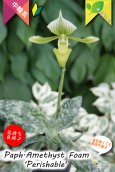 画像3: 【グリーンの筋花パフィオ交配種】Paph.Amethyst Foam 'Perishable'（交配種）パフィオペディラム　アメジストフォーム 'ペリッシャブル' (3)