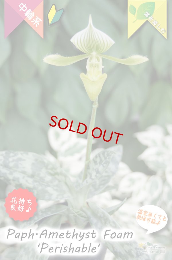 画像3: 【グリーンの筋花パフィオ交配種】Paph.Amethyst Foam 'Perishable'（交配種）パフィオペディラム　アメジストフォーム 'ペリッシャブル' (3)