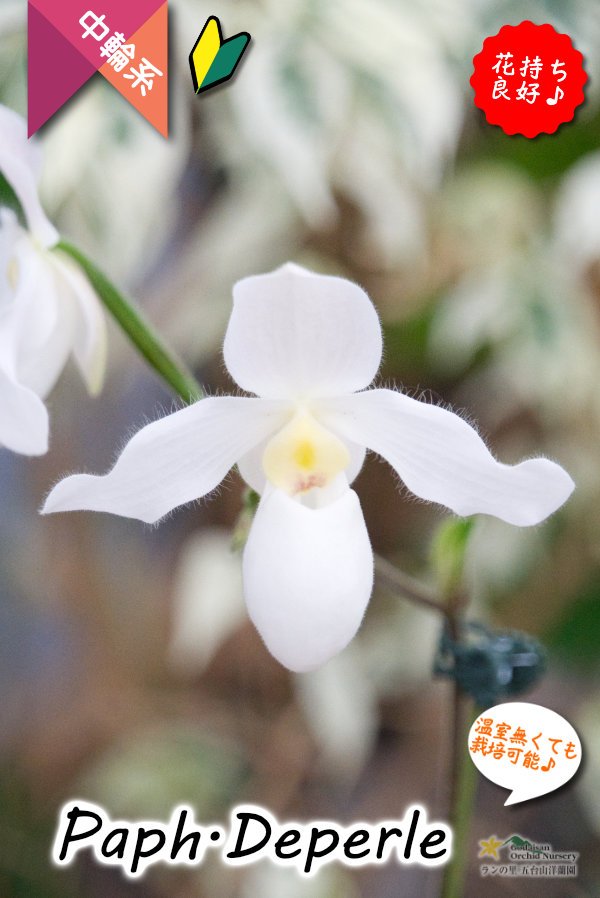 画像3: 【真珠色の多花性パフィオ交配種】Paph.Deperle（交配種・実生）パフィオペディラム　ディパール (3)