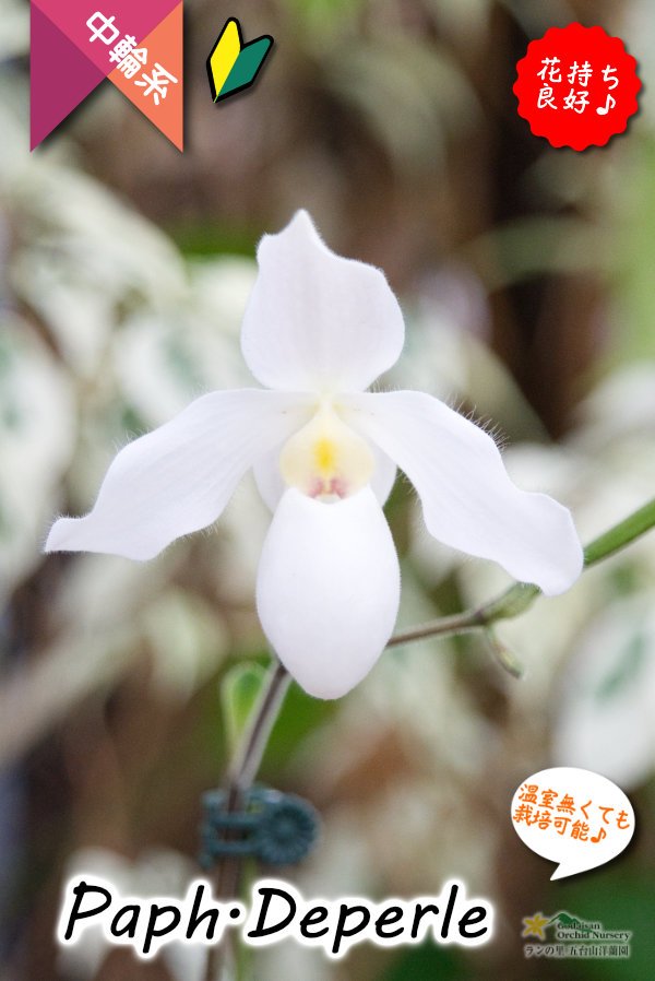 画像2: 【真珠色の多花性パフィオ交配種】Paph.Deperle（交配種・実生）パフィオペディラム　ディパール (2)
