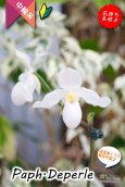 画像1: 【真珠色の多花性パフィオ交配種】Paph.Deperle（交配種・実生）パフィオペディラム　ディパール (1)
