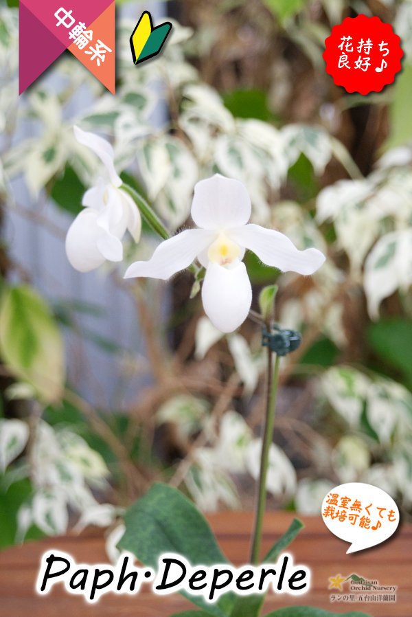 画像4: 【真珠色の多花性パフィオ交配種】Paph.Deperle（交配種・実生）パフィオペディラム　ディパール (4)