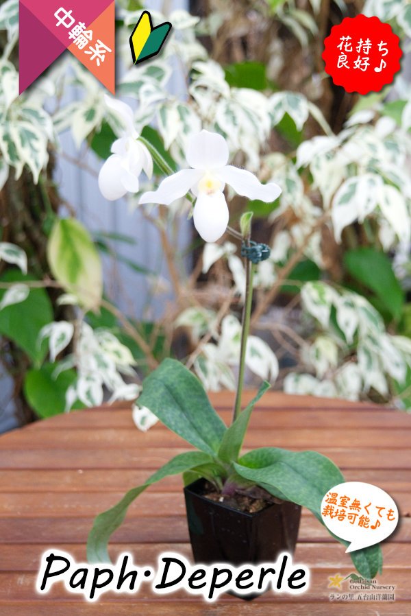 画像5: 【真珠色の多花性パフィオ交配種】Paph.Deperle（交配種・実生）パフィオペディラム　ディパール (5)