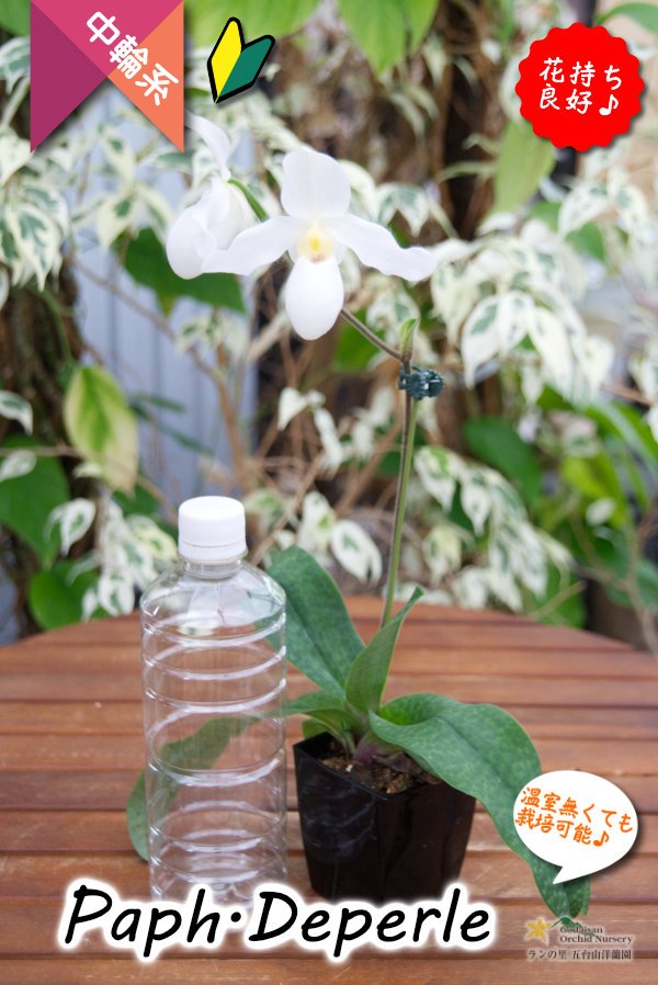 画像7: 【真珠色の多花性パフィオ交配種】Paph.Deperle（交配種・実生）パフィオペディラム　ディパール (7)