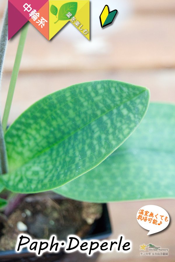 画像6: 【真珠色の多花性パフィオ交配種】Paph.Deperle（交配種・実生）パフィオペディラム　ディパール (6)