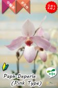画像3: 【真珠色の多花性パフィオ交配種の色違い】Paph.Deperle（交配種・実生）パフィオペディラム　ディパール（ピンクタイプ） (3)