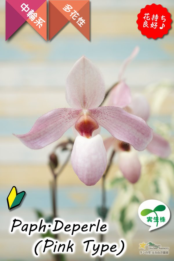 画像3: 【真珠色の多花性パフィオ交配種の色違い】Paph.Deperle（交配種・実生）パフィオペディラム　ディパール（ピンクタイプ） (3)