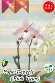 画像2: 【真珠色の多花性パフィオ交配種の色違い】Paph.Deperle（交配種・実生）パフィオペディラム　ディパール（ピンクタイプ） (2)
