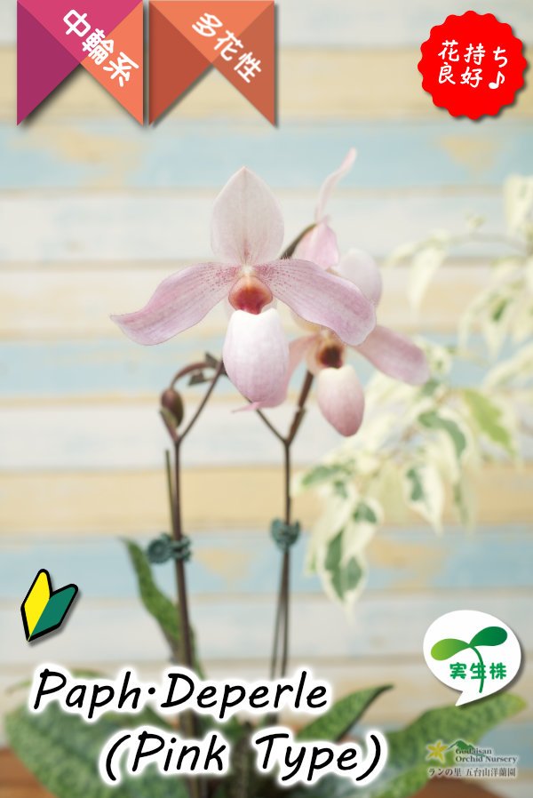 画像2: 【真珠色の多花性パフィオ交配種の色違い】Paph.Deperle（交配種・実生）パフィオペディラム　ディパール（ピンクタイプ） (2)