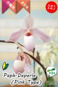 画像1: 【真珠色の多花性パフィオ交配種の色違い】Paph.Deperle（交配種・実生）パフィオペディラム　ディパール（ピンクタイプ） (1)