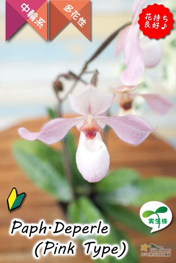 画像5: 【真珠色の多花性パフィオ交配種の色違い】Paph.Deperle（交配種・実生）パフィオペディラム　ディパール（ピンクタイプ） (5)