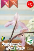 画像7: 【真珠色の多花性パフィオ交配種の色違い】Paph.Deperle（交配種・実生）パフィオペディラム　ディパール（ピンクタイプ） (7)