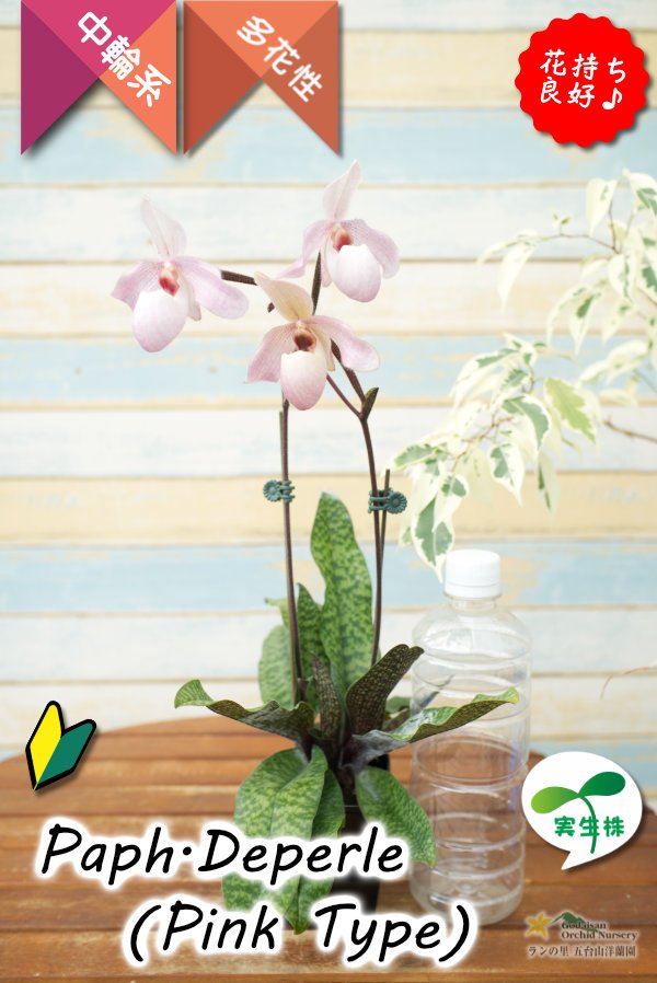 画像8: 【真珠色の多花性パフィオ交配種の色違い】Paph.Deperle（交配種・実生）パフィオペディラム　ディパール（ピンクタイプ） (8)