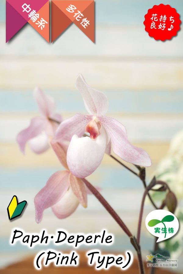画像4: 【真珠色の多花性パフィオ交配種の色違い】Paph.Deperle（交配種・実生）パフィオペディラム　ディパール（ピンクタイプ） (4)