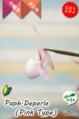 画像6: 【真珠色の多花性パフィオ交配種の色違い】Paph.Deperle（交配種・実生）パフィオペディラム　ディパール（ピンクタイプ） (6)