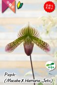 画像1: 【抹茶色のグラデーションが美しい♫】Paph.(Macabre‘Red Sea’×Hamana Jets’Power Wing’BM/IOK)　（交配種）パフィオペディラム　（マカーブ×ハマナジェット） (1)