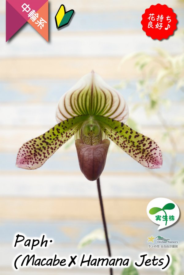 画像1: 【抹茶色のグラデーションが美しい♫】Paph.(Macabre‘Red Sea’×Hamana Jets’Power Wing’BM/IOK)　（交配種）パフィオペディラム　（マカーブ×ハマナジェット） (1)