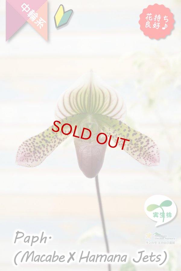 画像1: 【抹茶色のグラデーションが美しい♫】Paph.(Macabre‘Red Sea’×Hamana Jets’Power Wing’BM/IOK)　（交配種）パフィオペディラム　（マカーブ×ハマナジェット） (1)