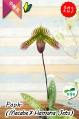 画像3: 【抹茶色のグラデーションが美しい♫】Paph.(Macabre‘Red Sea’×Hamana Jets’Power Wing’BM/IOK)　（交配種）パフィオペディラム　（マカーブ×ハマナジェット） (3)