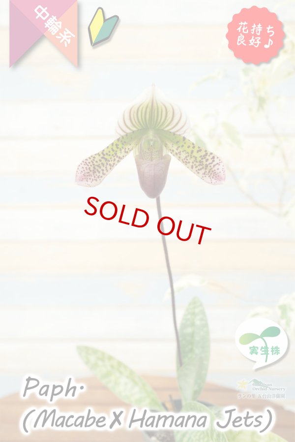 画像3: 【抹茶色のグラデーションが美しい♫】Paph.(Macabre‘Red Sea’×Hamana Jets’Power Wing’BM/IOK)　（交配種）パフィオペディラム　（マカーブ×ハマナジェット） (3)