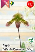 画像2: 【抹茶色のグラデーションが美しい♫】Paph.(Macabre‘Red Sea’×Hamana Jets’Power Wing’BM/IOK)　（交配種）パフィオペディラム　（マカーブ×ハマナジェット） (2)