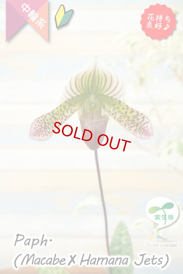 画像2: 【抹茶色のグラデーションが美しい♫】Paph.(Macabre‘Red Sea’×Hamana Jets’Power Wing’BM/IOK)　（交配種）パフィオペディラム　（マカーブ×ハマナジェット） (2)
