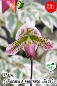 画像7: 【抹茶色のグラデーションが美しい♫】Paph.(Macabre‘Red Sea’×Hamana Jets’Power Wing’BM/IOK)　（交配種）パフィオペディラム　（マカーブ×ハマナジェット） (7)