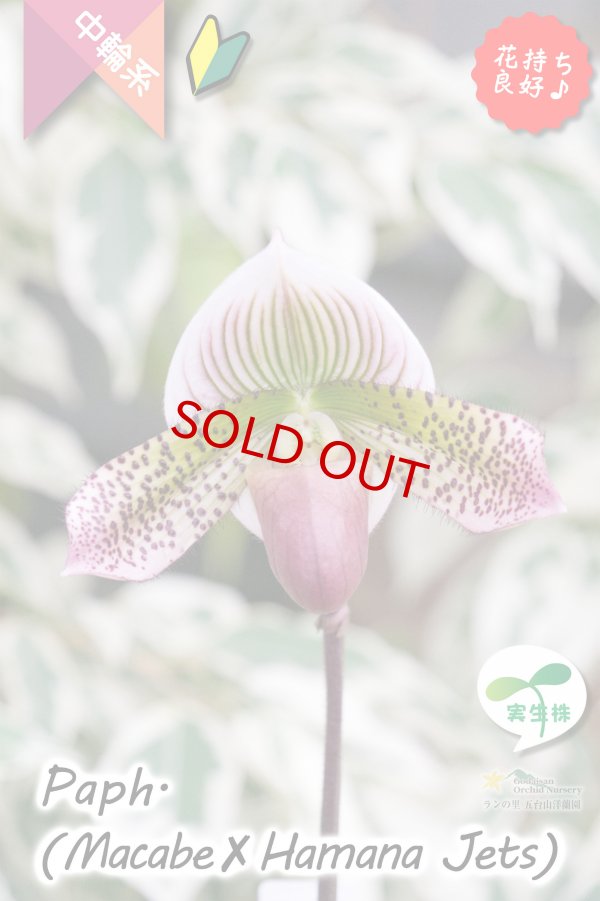 画像7: 【抹茶色のグラデーションが美しい♫】Paph.(Macabre‘Red Sea’×Hamana Jets’Power Wing’BM/IOK)　（交配種）パフィオペディラム　（マカーブ×ハマナジェット） (7)